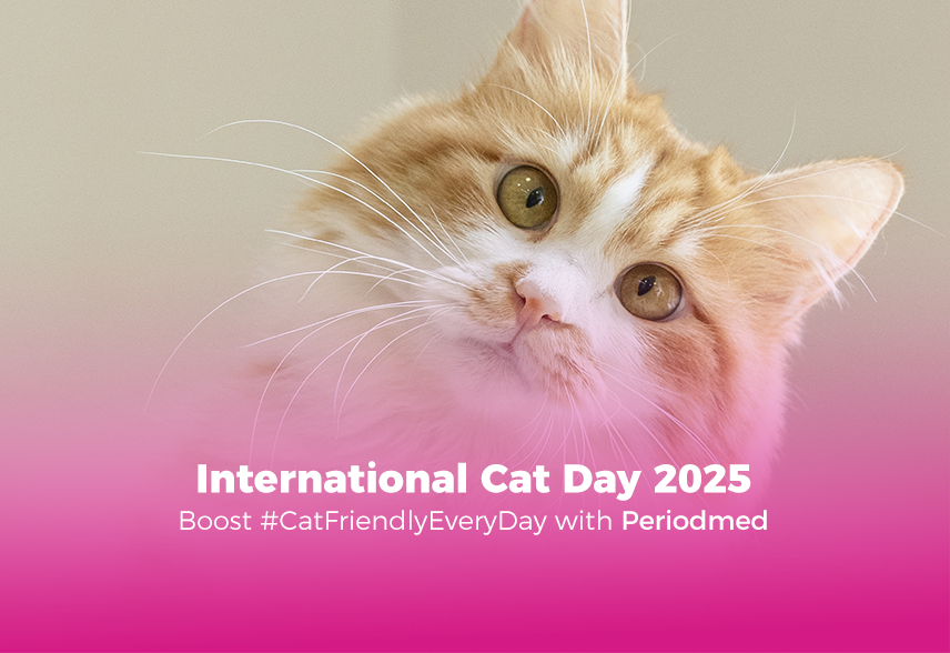 International Cat Day: Celebrating for Cat Friendliness