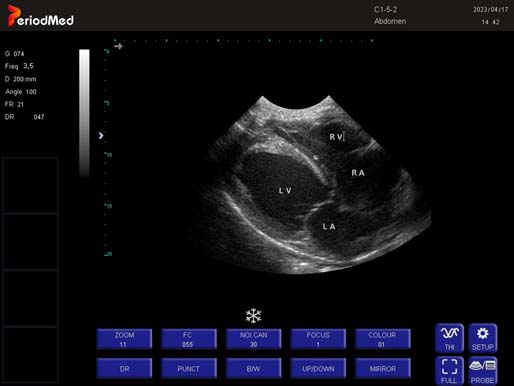 Convex Probe-B Mode-Cardiac Cat