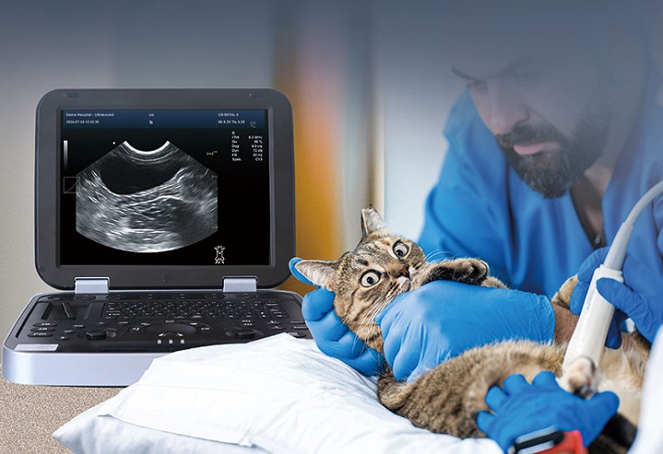 ultrasound on cat