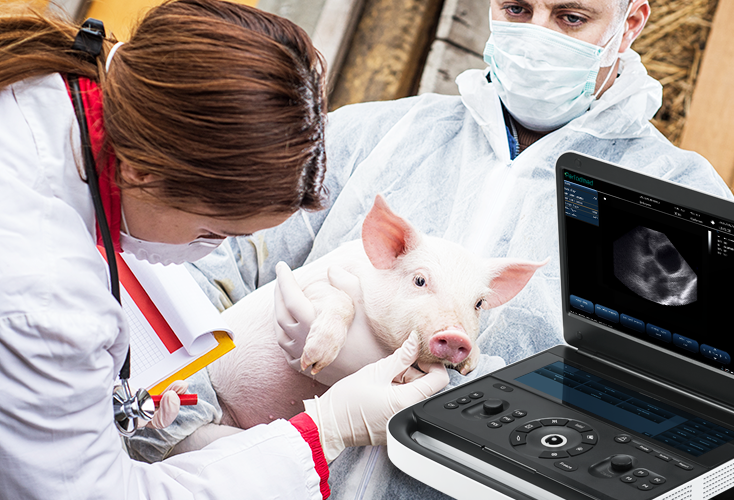 Revo Vet 9猪1  拷贝