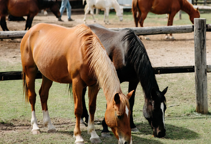 Horses