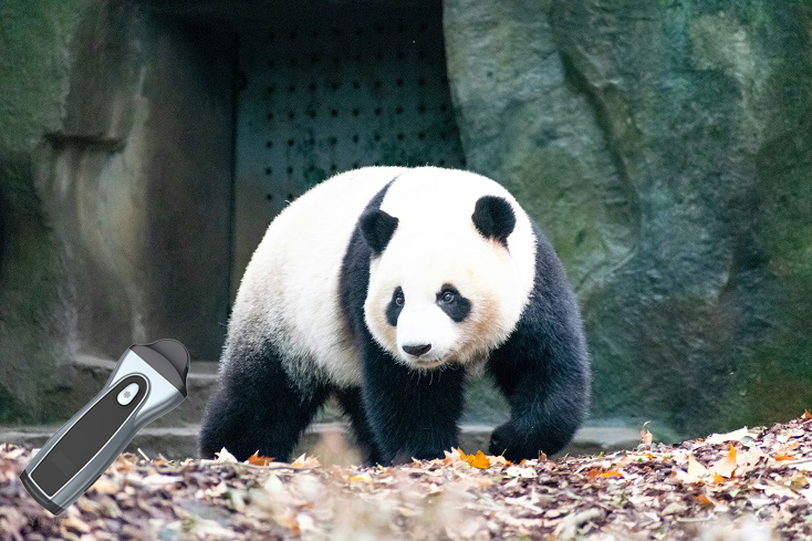 panda with ultrasound