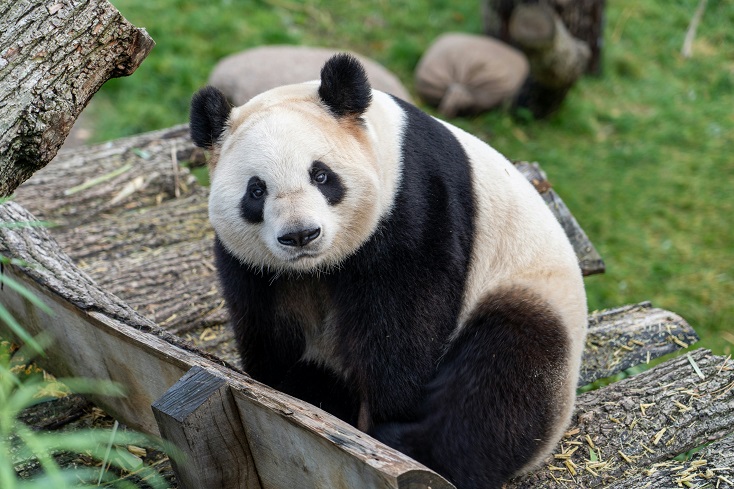Panda on tree