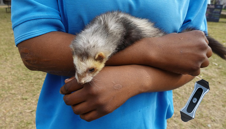 vpiu2b with ferret