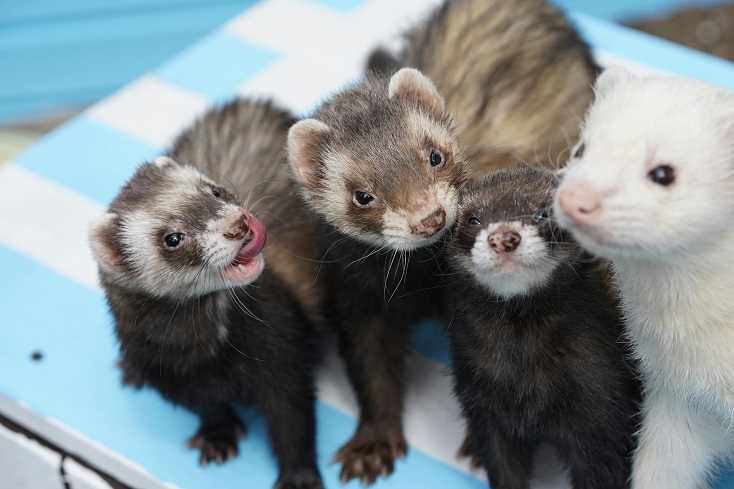 ferret babies