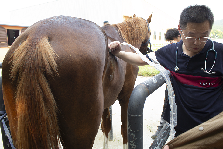 equine ultrasound