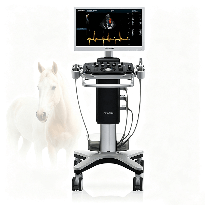 Horse large animal with T1