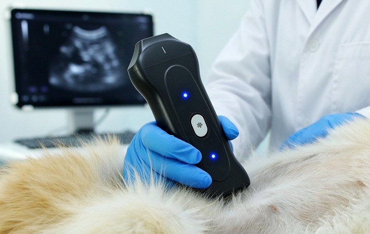 dog ultrasound