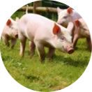 Farm Animals