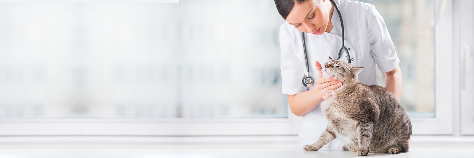 Veterinary Ultrasound